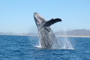 Humpback whale - Sally Mizroch - NOAA